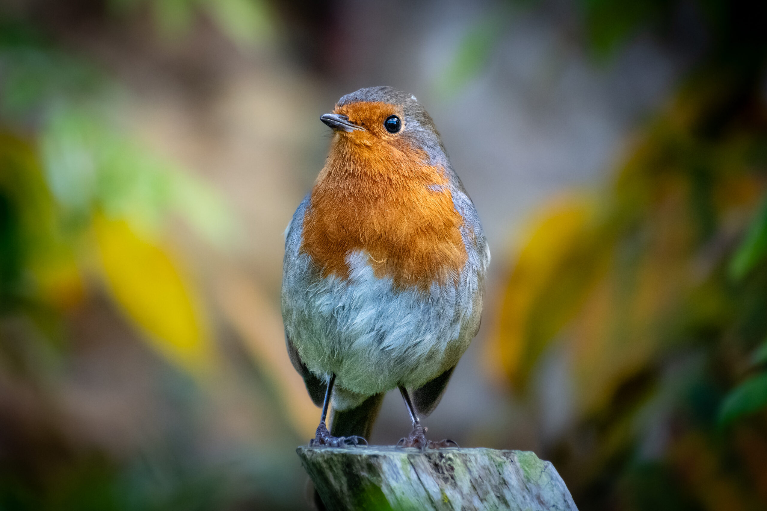 Robin resting, National Trust Scotney Castle